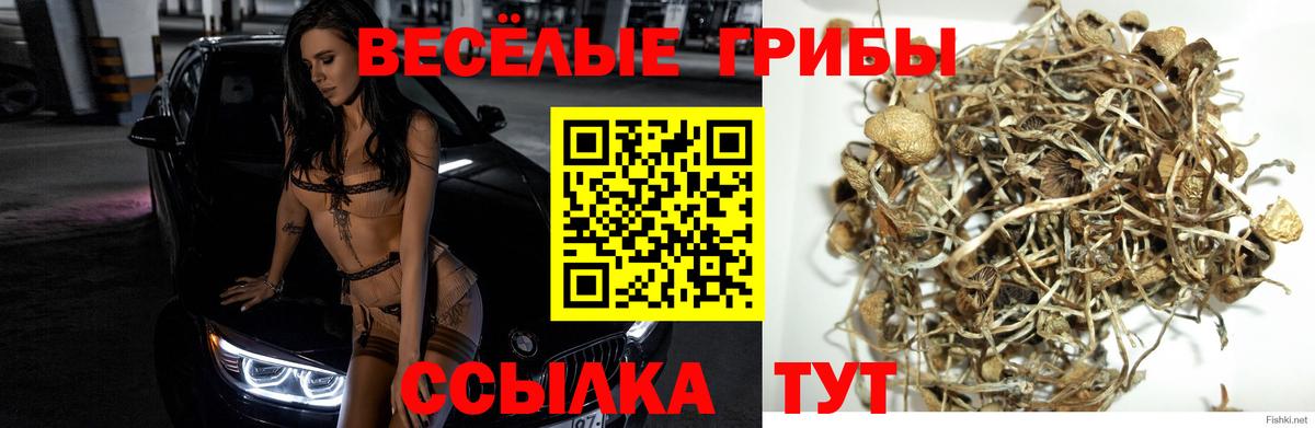 Псилоцибиновые грибы Psilocybine cubensis  Вход с VPN  Псилоцибиновые грибы мицелий  Тайшет 