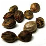 Семена марихуаны АК-47  (Seeds AK-47) в Тайшете